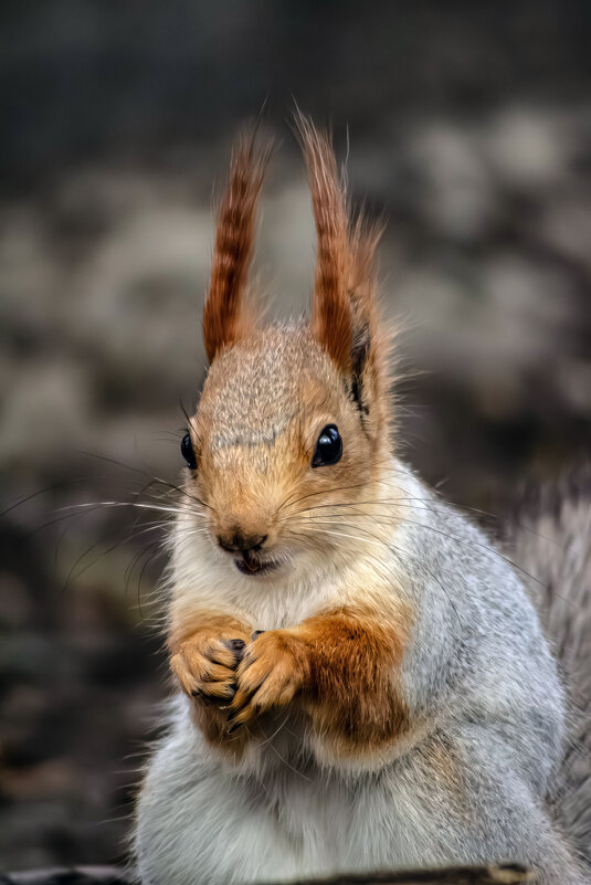 Белка. - Александр. AVG100 ---