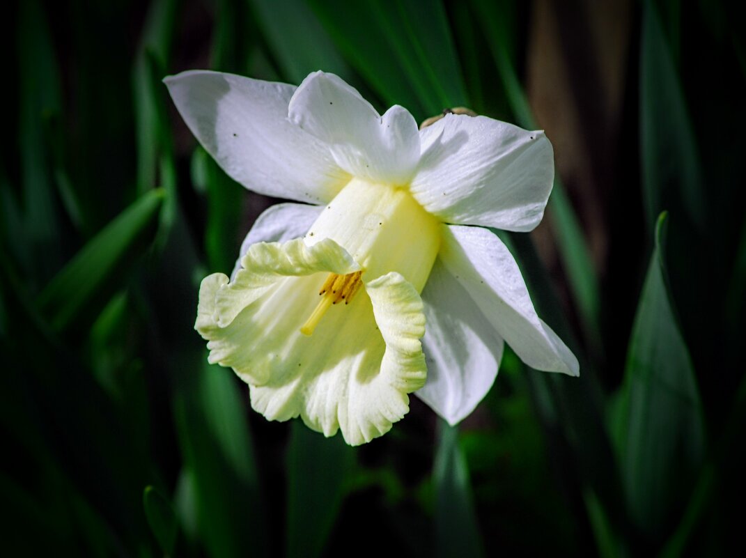 Весеннее. - Владимир Весеннее. - Владимир