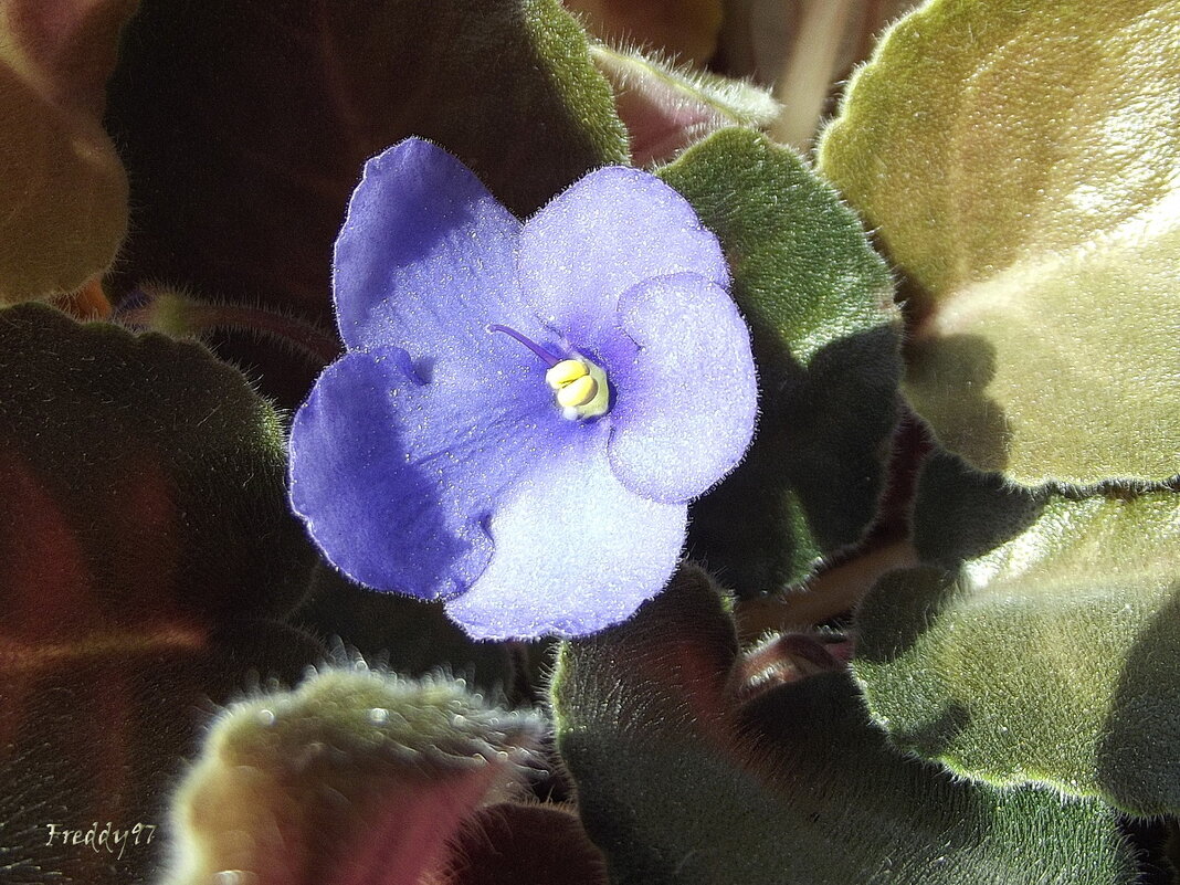 Фиалка - Freddy 97