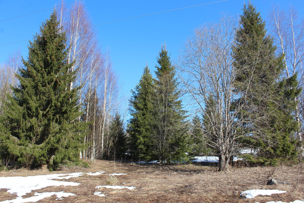 Весенний лес. - Галина .