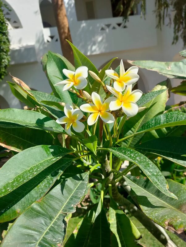 В Египте - Ирэн 