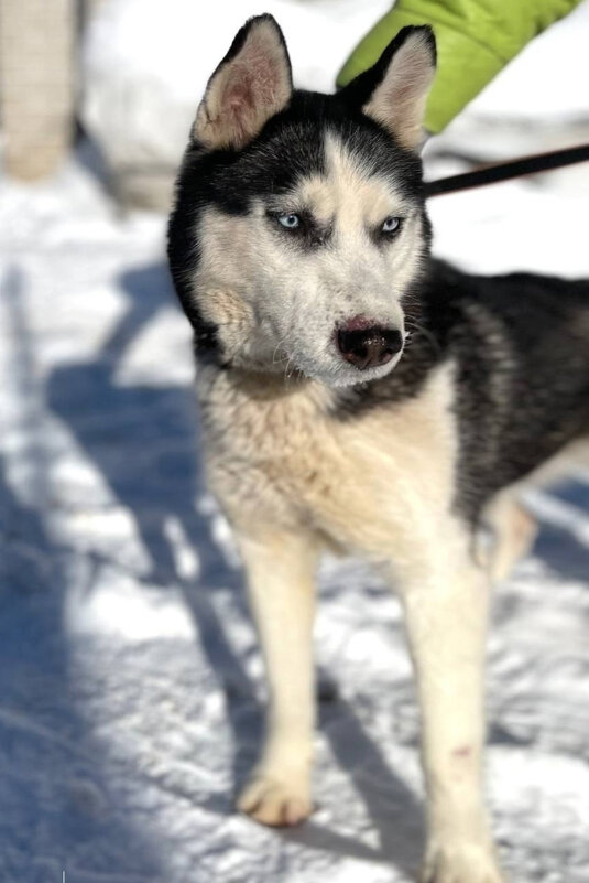 *** - Андрей Л. В.