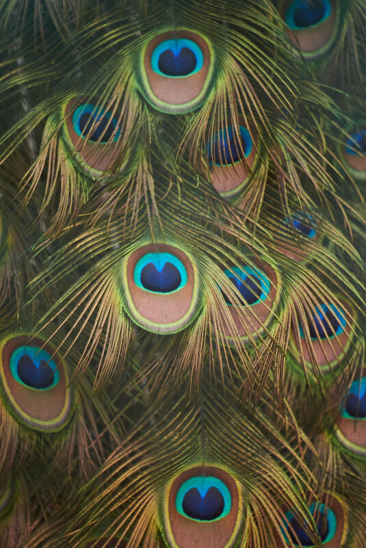 Перья Павлина - Александр Леонов