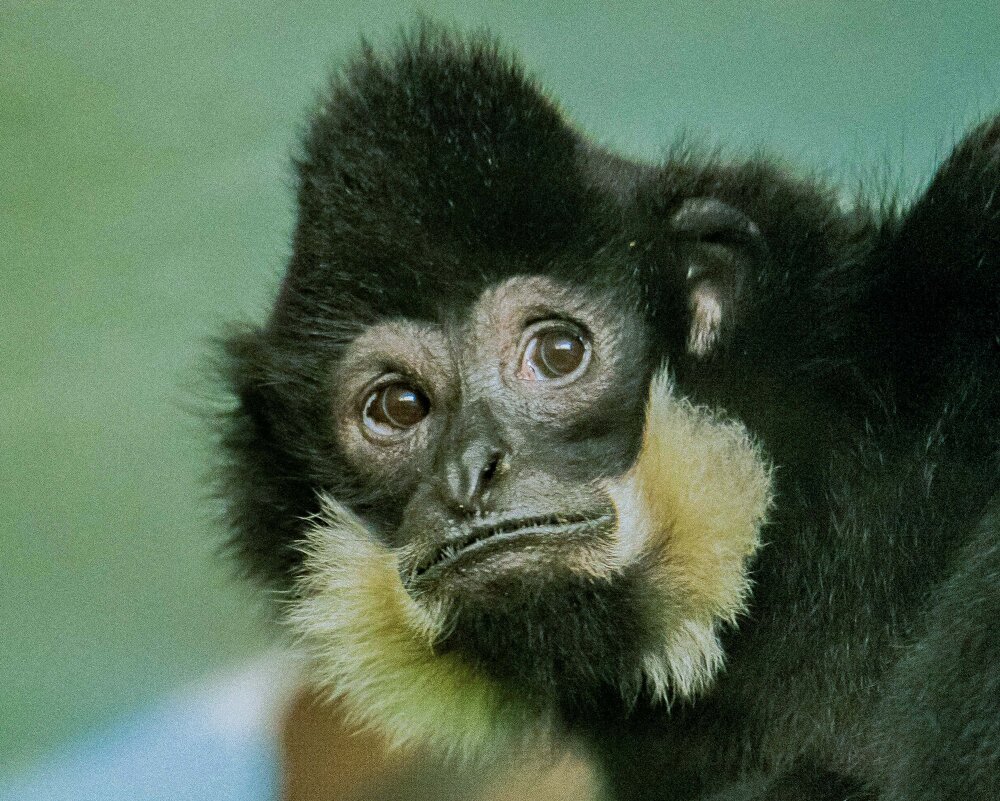 ГИББОН - Аркадий Лаптенко