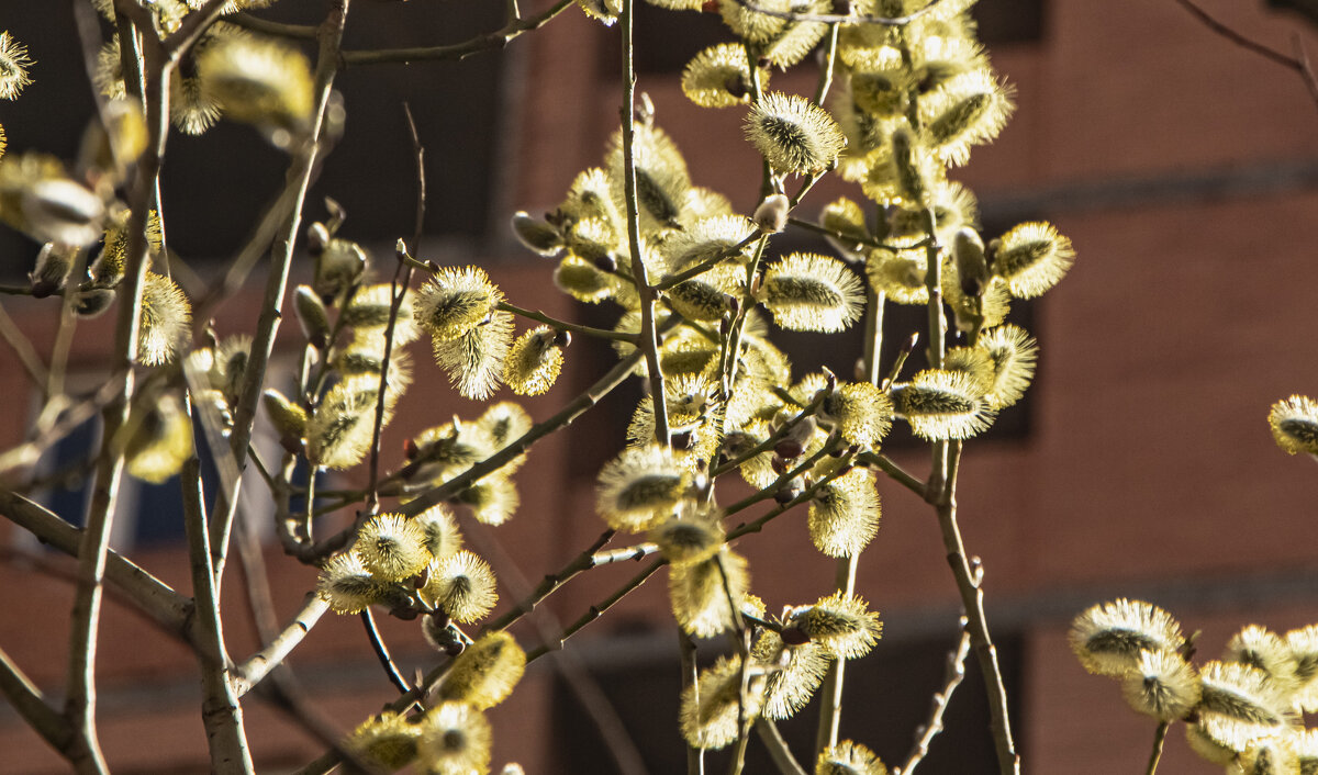 Дневные фонарики. - Петр Беляков