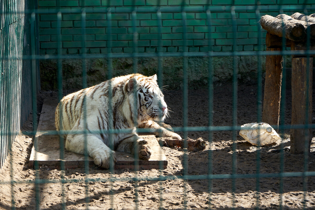 За решёткой. Самарский ззопарк - Олег Манаенков За решёткой. Самарский ззопарк - Олег Манаенков