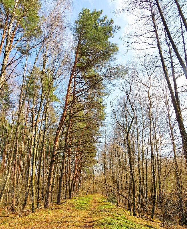 Тропинка у леса - Андрей Снегерёв Тропинка у леса - Андрей Снегерёв