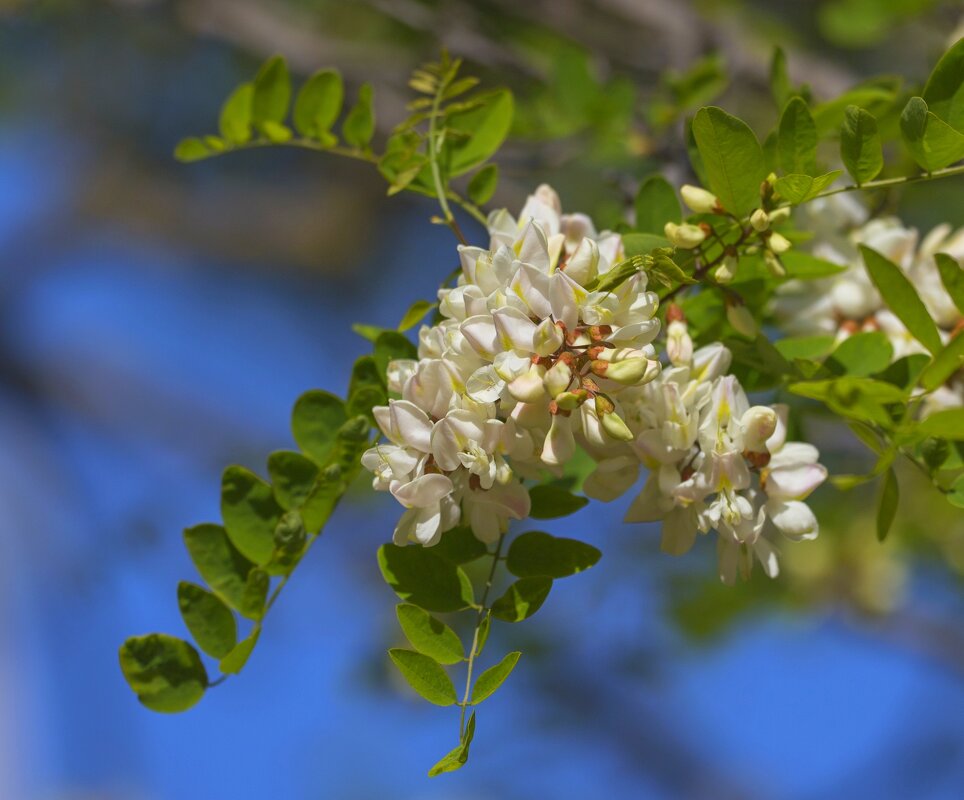 "Белой Акации Гроздья душистые" - Светлана Тихонина "Белой Акации Гроздья душистые" - Светлана Тихонина