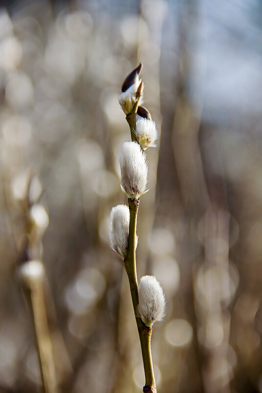 Поспели "зайчики"! - Bosanat 