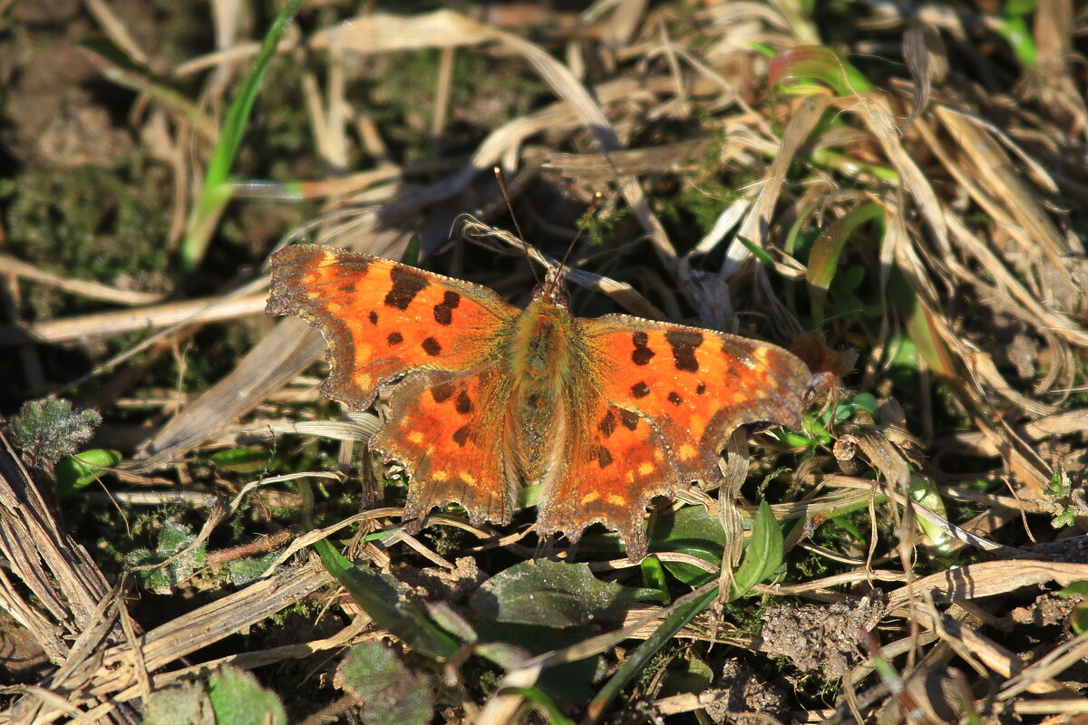 ... - Ninell Nikitina