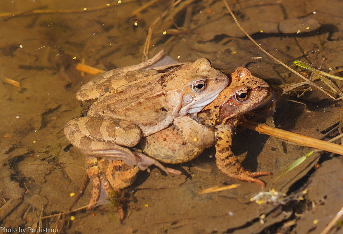 Сладкая парочка... - Владимир Жданов