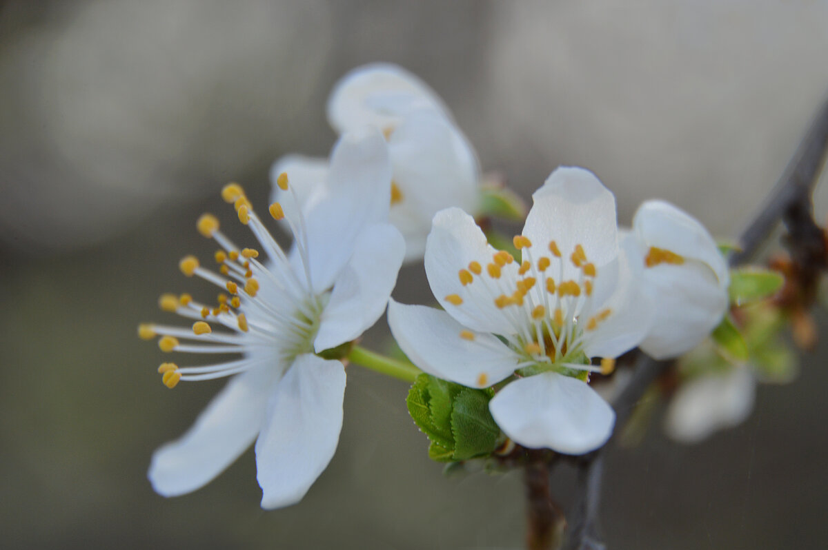 Алыча - Надежда Куркина 