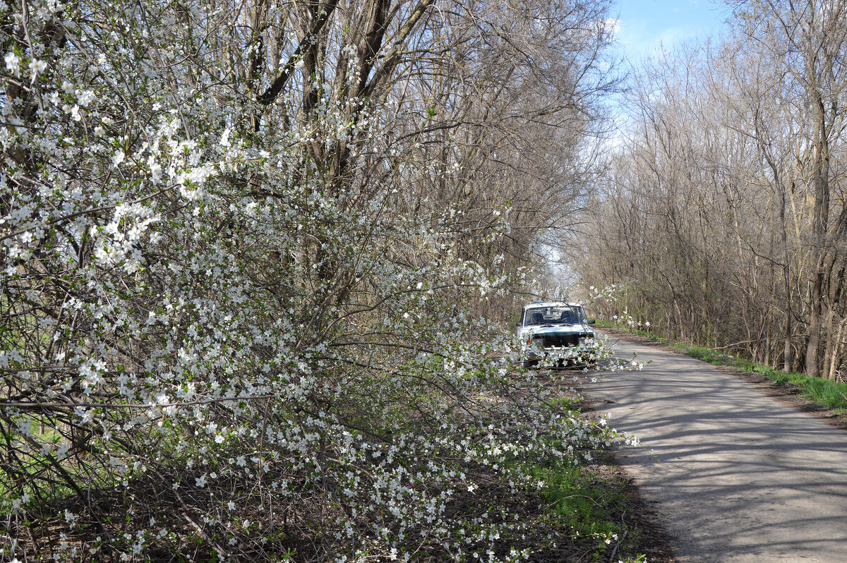 Раскинула цвет алыча, как белая, снежная вьюга ... - Надежда Куркина 