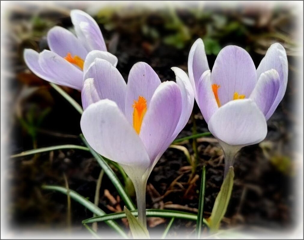 Крокусы - Елена Сухорученкова