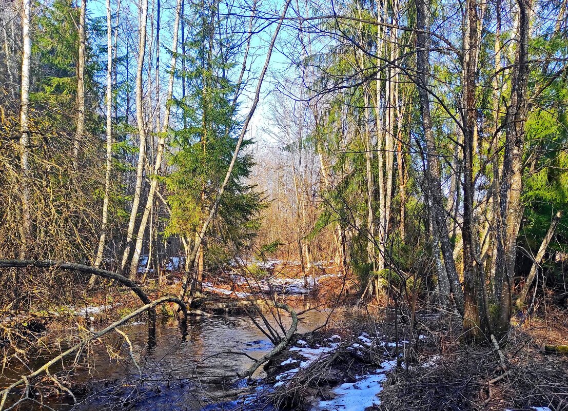 *** - gawrilа - dan