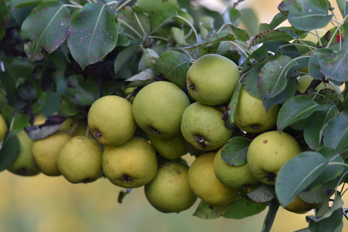 Лесные груши - Юрий Воронов Лесные груши - Юрий Воронов
