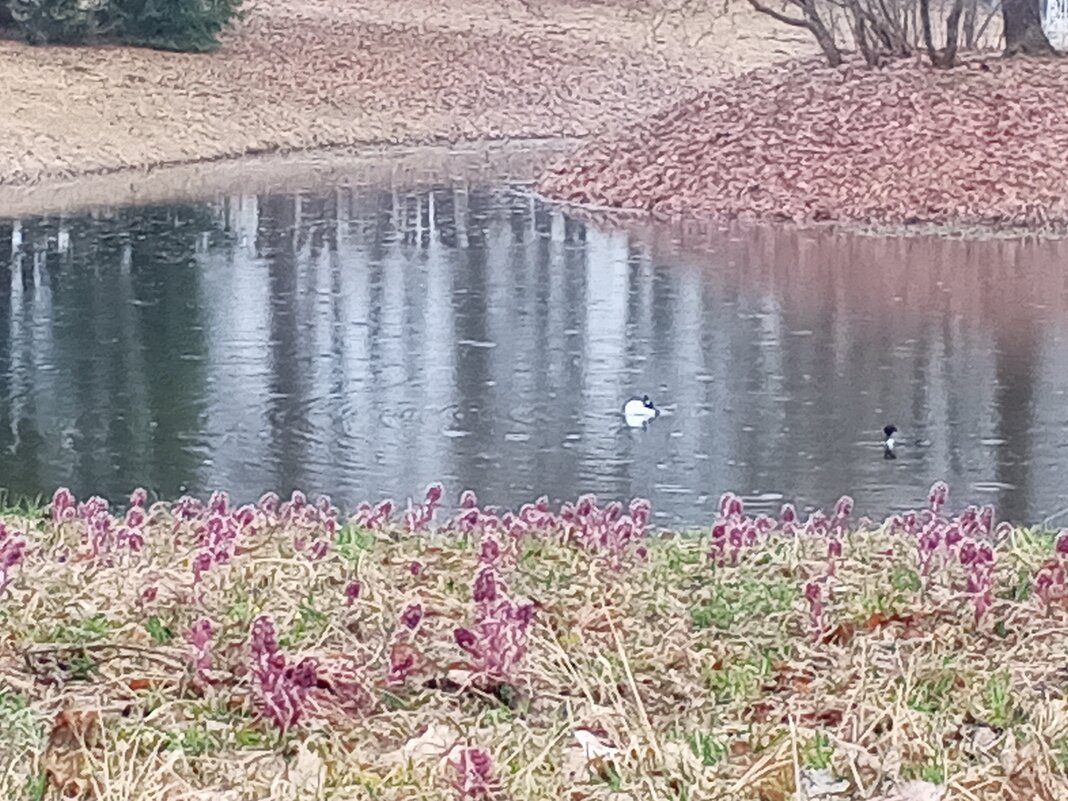 Весна - Сапсан 
