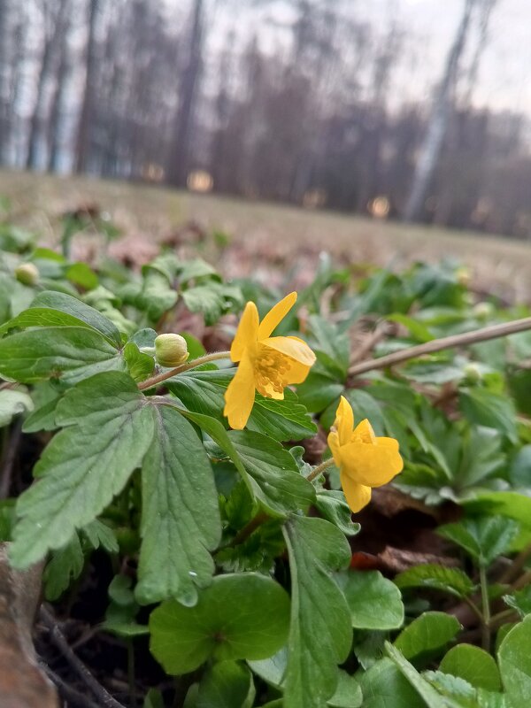 Ветреница - Сапсан 