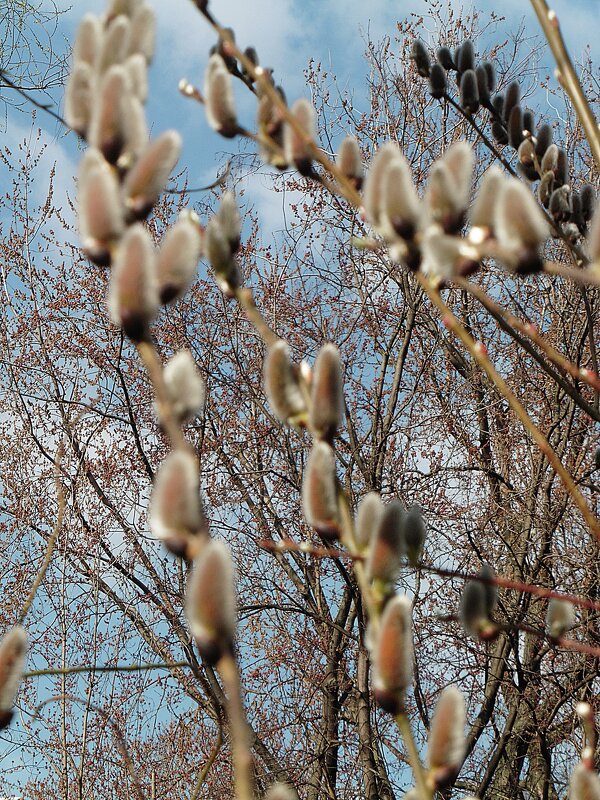 С Вербным Воскресеньем! - Лидия Бусурина