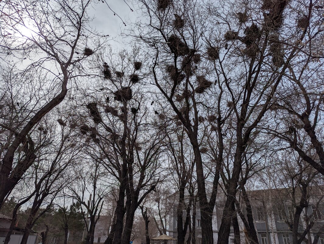 Грачевник... - Андрей Хлопонин Грачевник... - Андрей Хлопонин