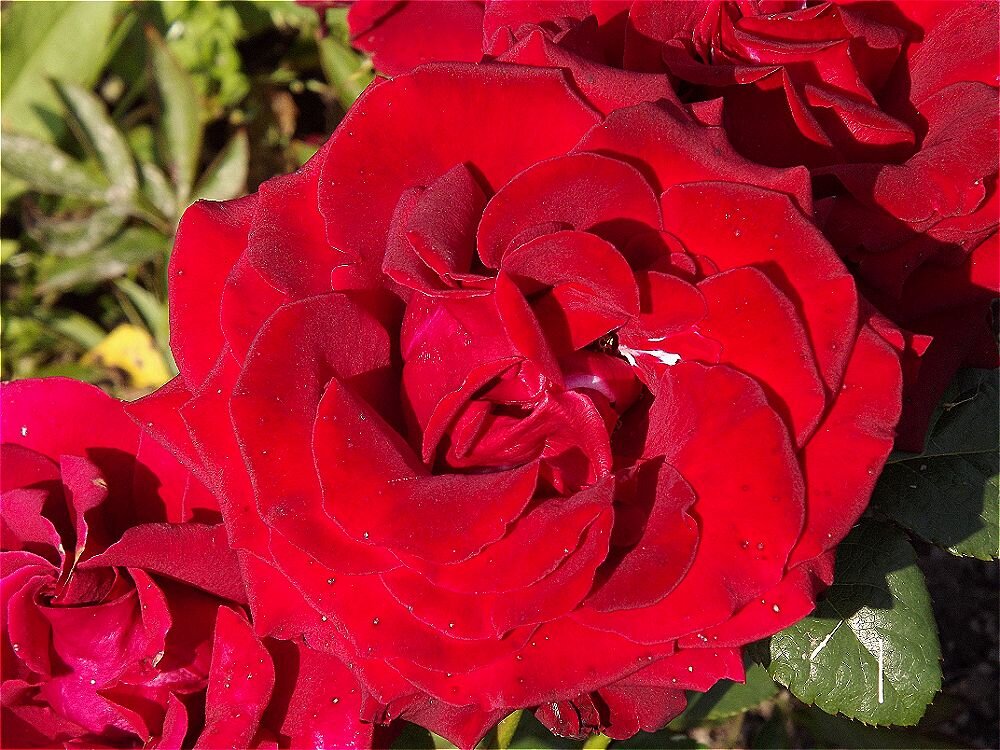 За красоту мы любим розы,за дивный запах,промат! - Нина Андронова