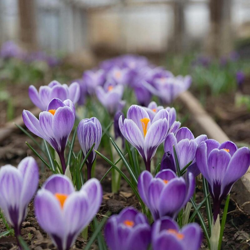 Первоцветы - Ольга 