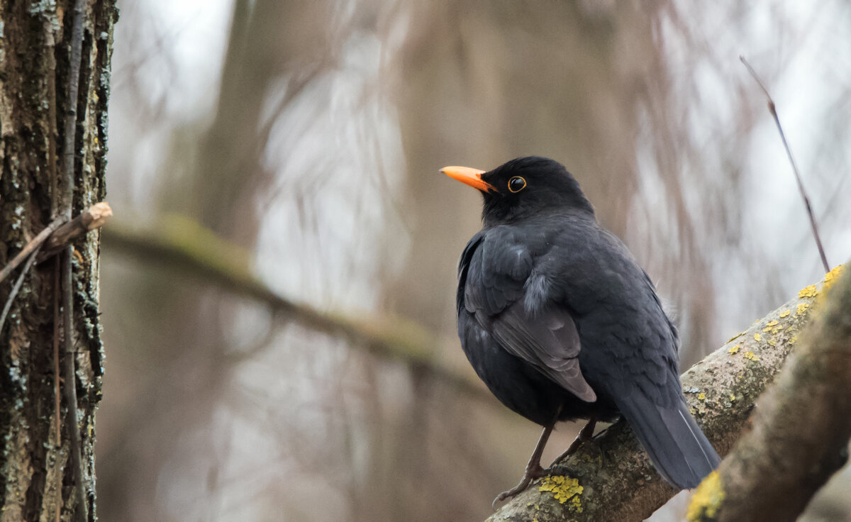 Черный дрозд. - Владимир Безбородов