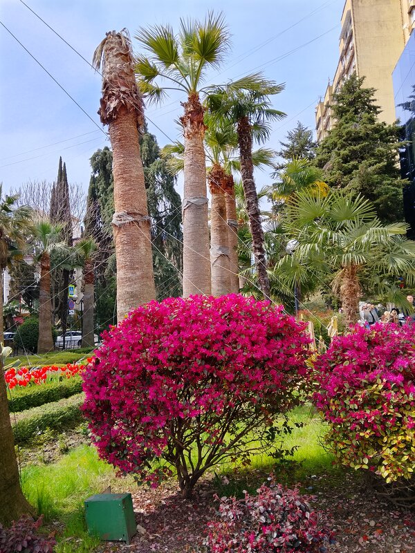 СОЧИ. НАВАГИНСКАЯ ул. - Tata Wolf