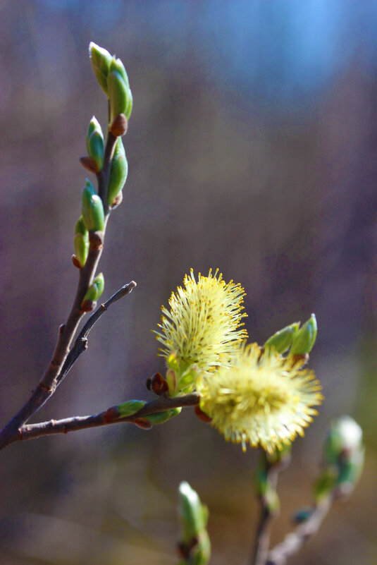 Май...К солнцу! - Владимир Май...К солнцу! - Владимир