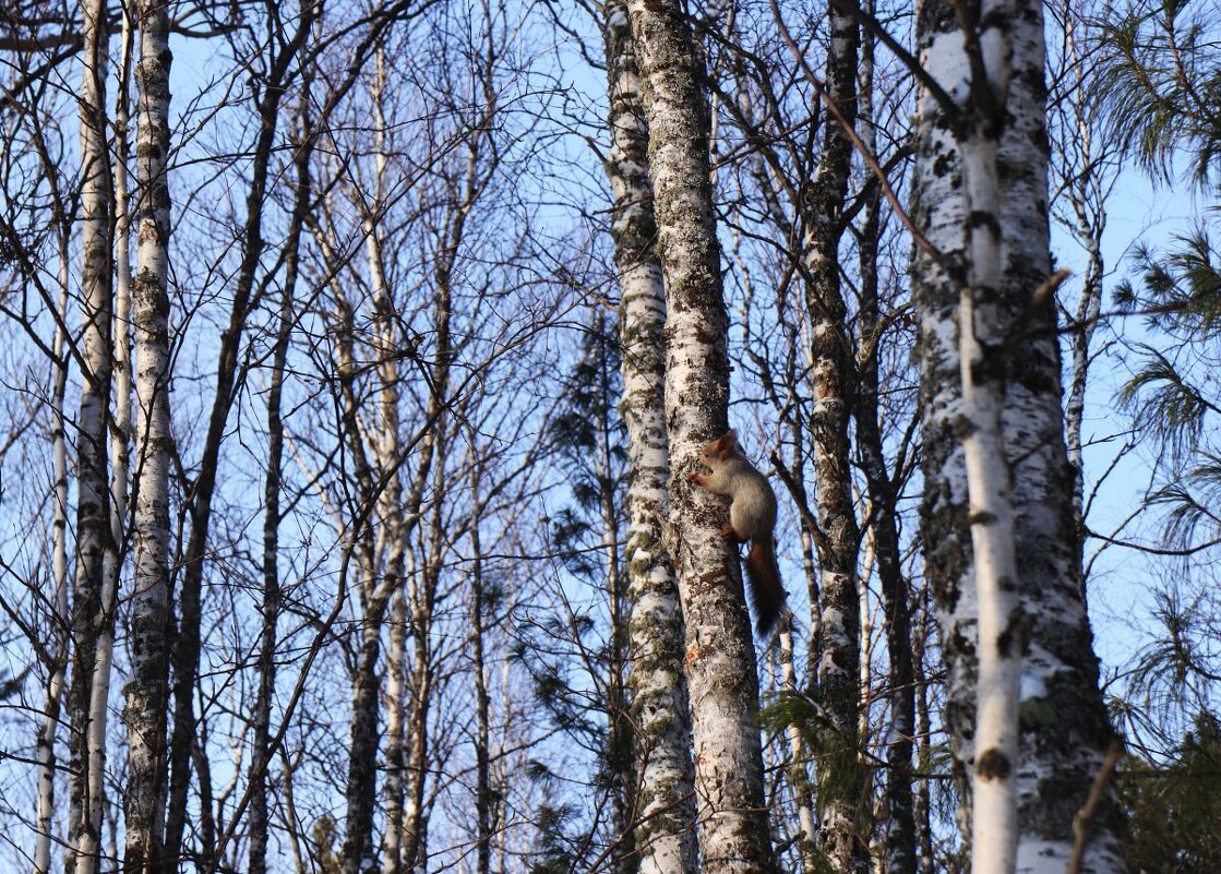 Апрель...Весенняя белка на березе! - Владимир Апрель...Весенняя белка на березе! - Владимир