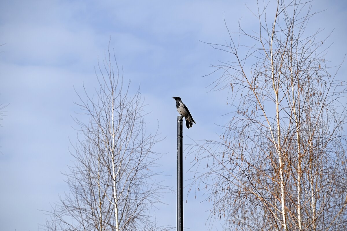 Что-то высматривает - Валерий Иванович Что-то высматривает - Валерий Иванович