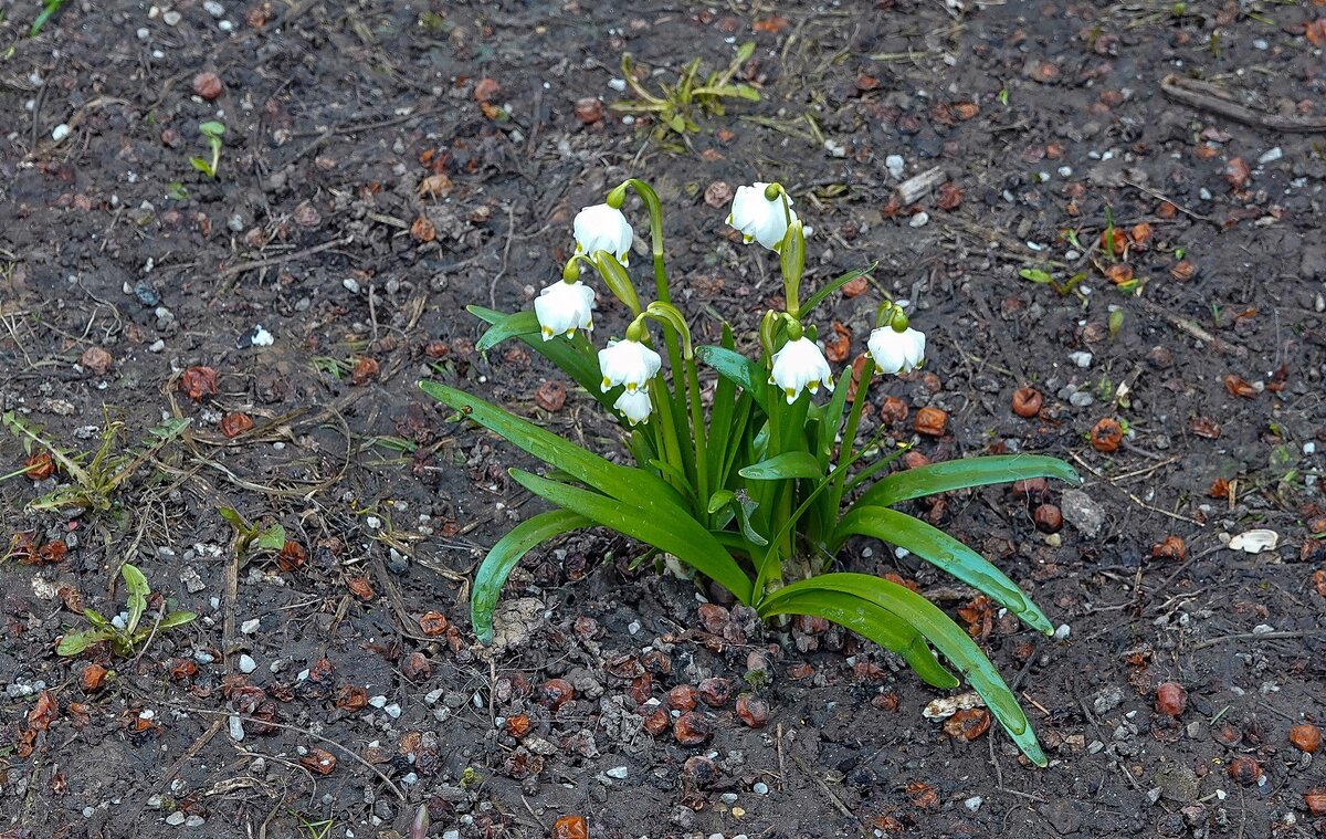Белоцветник весенний - Валерий Иванович