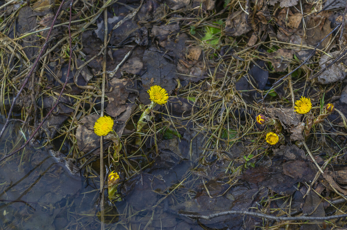 Первоцветы в лесу - Сергей Цветков