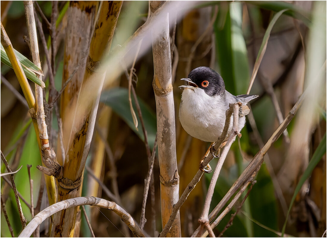 Средиземноморская славка, или масличная славка (лат. Curruca melanocephala) - Александр Григорьев Средиземноморская славка, или масличная славка (лат. Curruca melanocephala) - Александр Григорьев