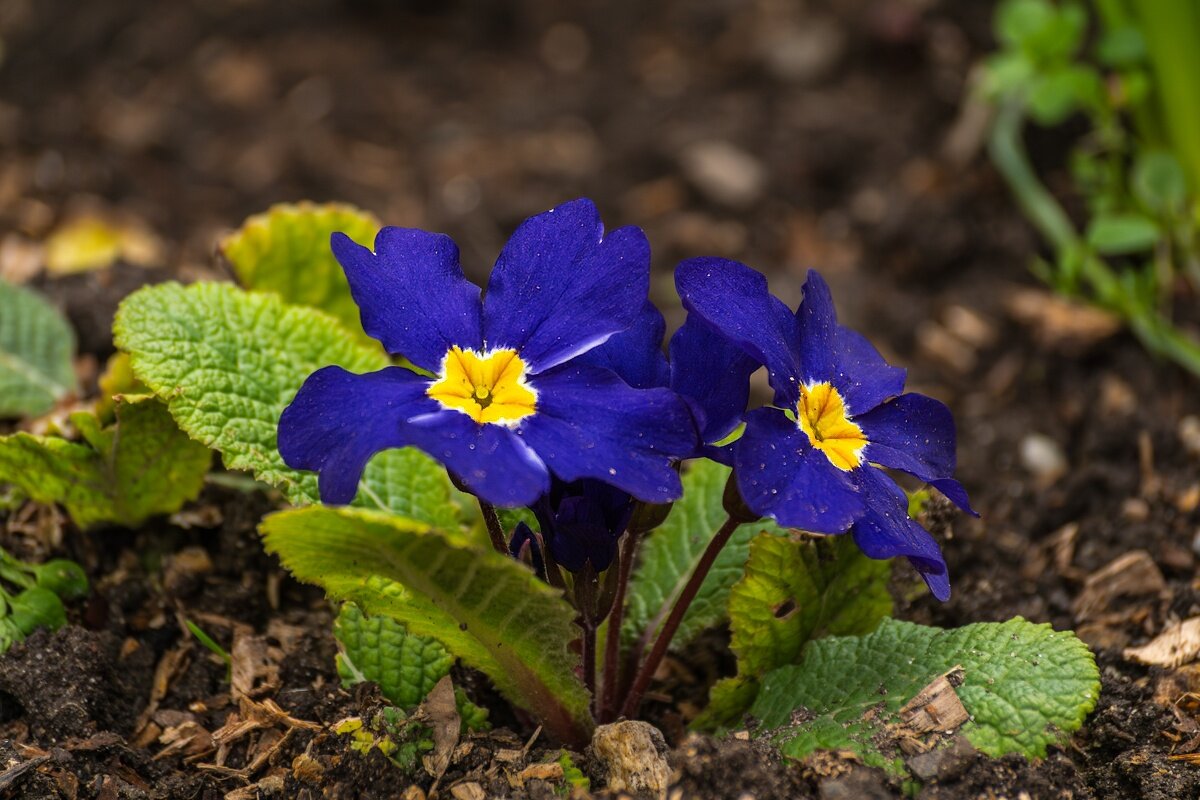 Примула - Игорь Сикорский Примула - Игорь Сикорский