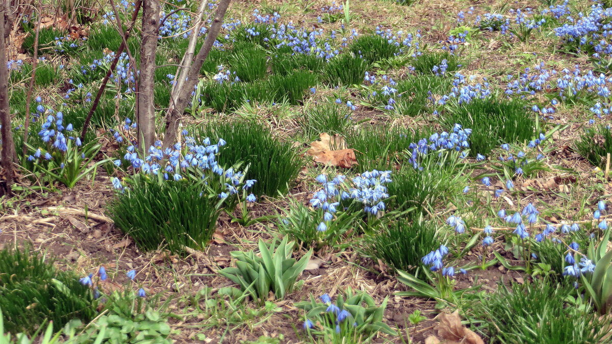 Робкое весеннее пробуждение! - Ирина Олехнович Робкое весеннее пробуждение! - Ирина Олехнович