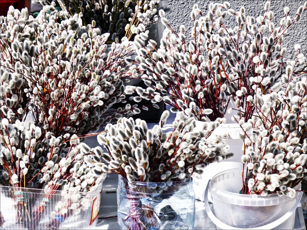 Друзья, с Вербным воскресеньем" - Валентина *