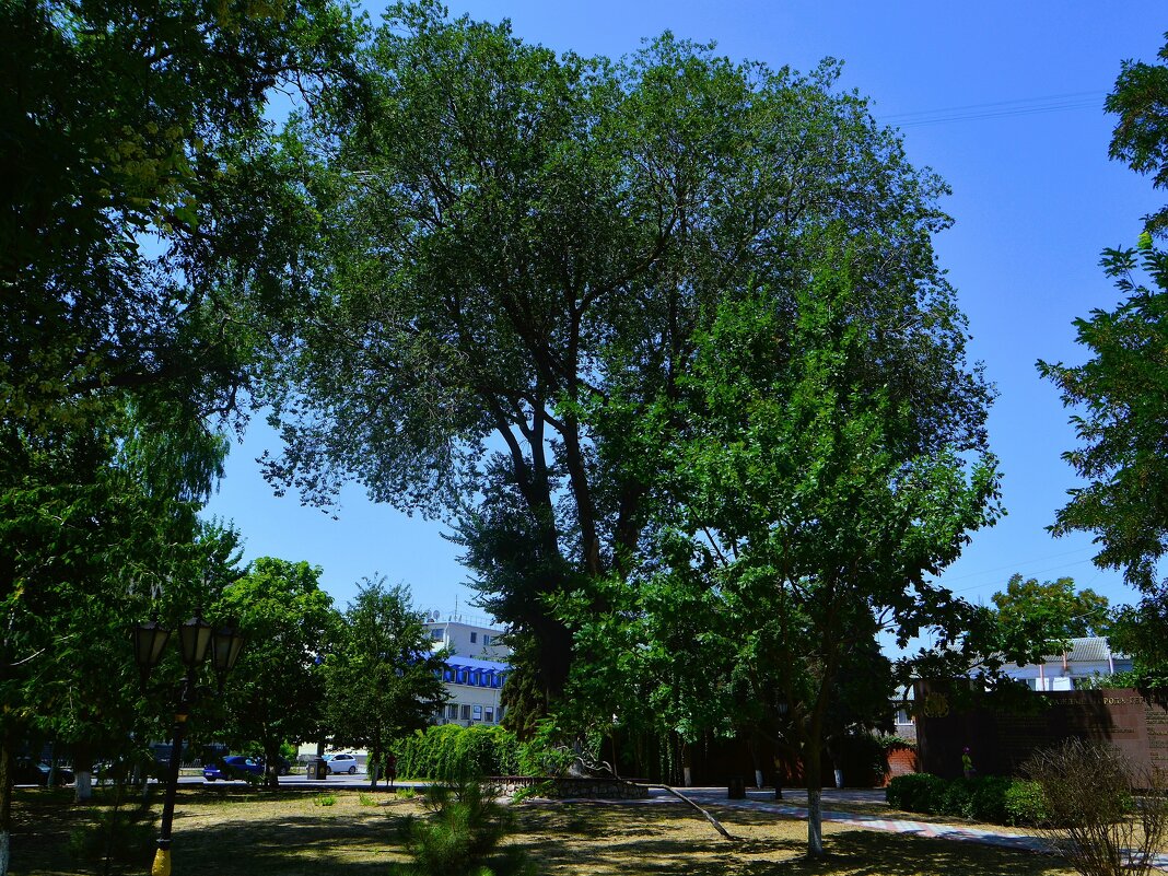 Керчь. Вяз в сквере Городской администрации. - Пётр Чернега Керчь. Вяз в сквере Городской администрации. - Пётр Чернега