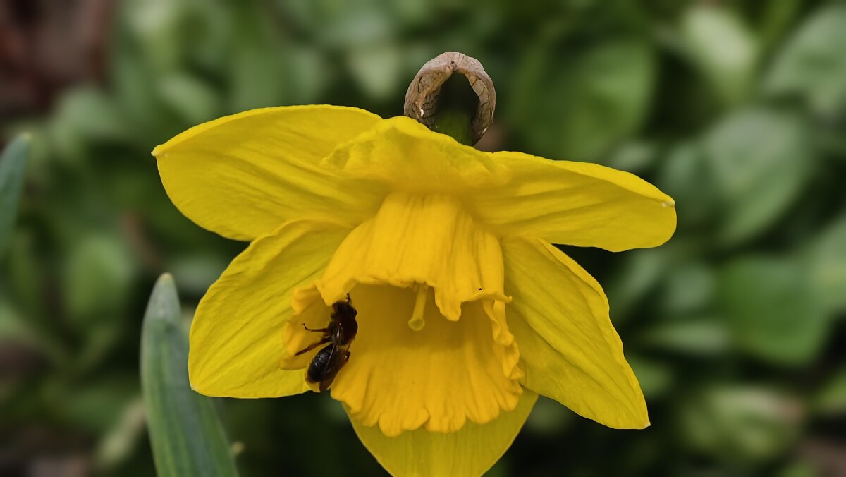 Нарцис - Мариша Тим Нарцис - Мариша Тим