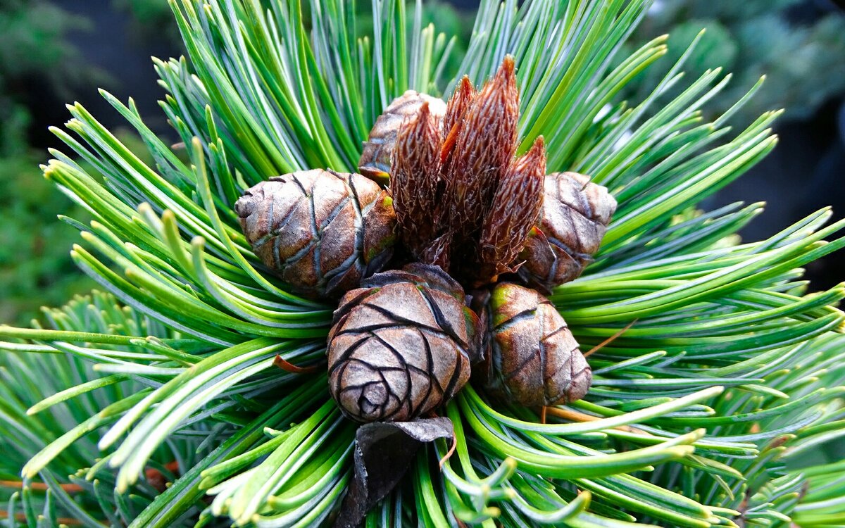 Молодые шишки на низкорозшей сосне. - Милешкин Владимир Алексеевич Молодые шишки на низкорозшей сосне. - Милешкин Владимир Алексеевич