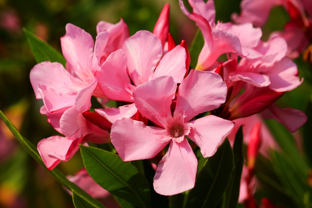 Доброе утро - Юрий. Шмаков