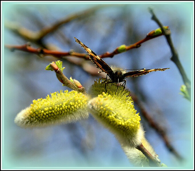 С Вербным Воскресением..! - Aleksandr Gal