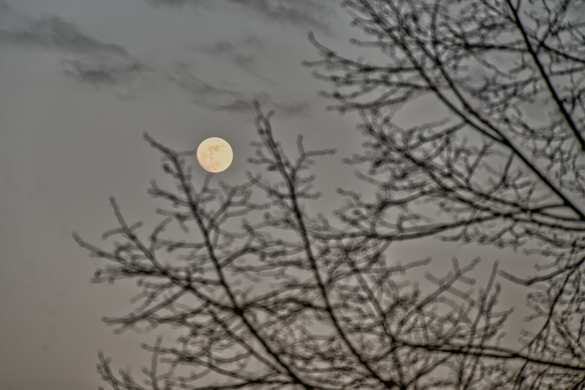 (°-°) - Jakob Dick