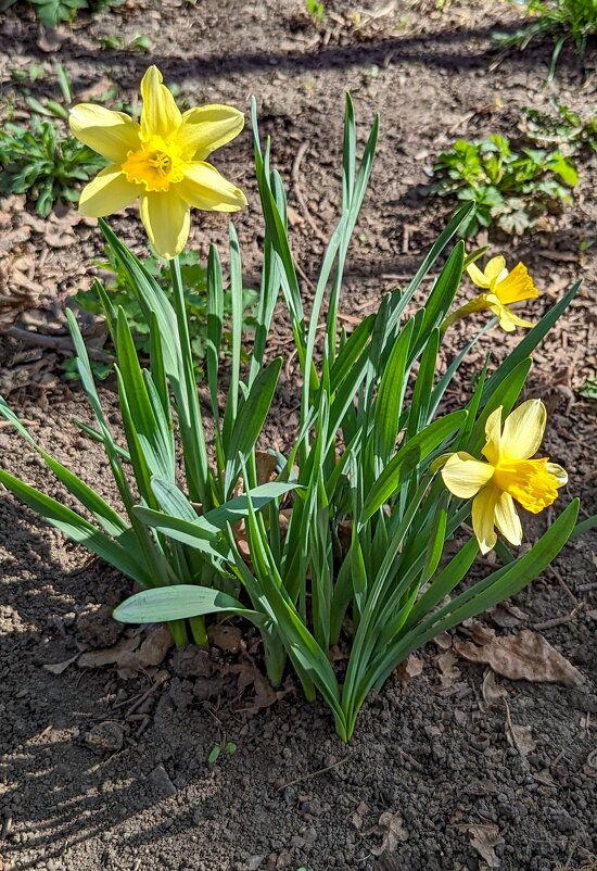 Весны цветение ... - Ravile 