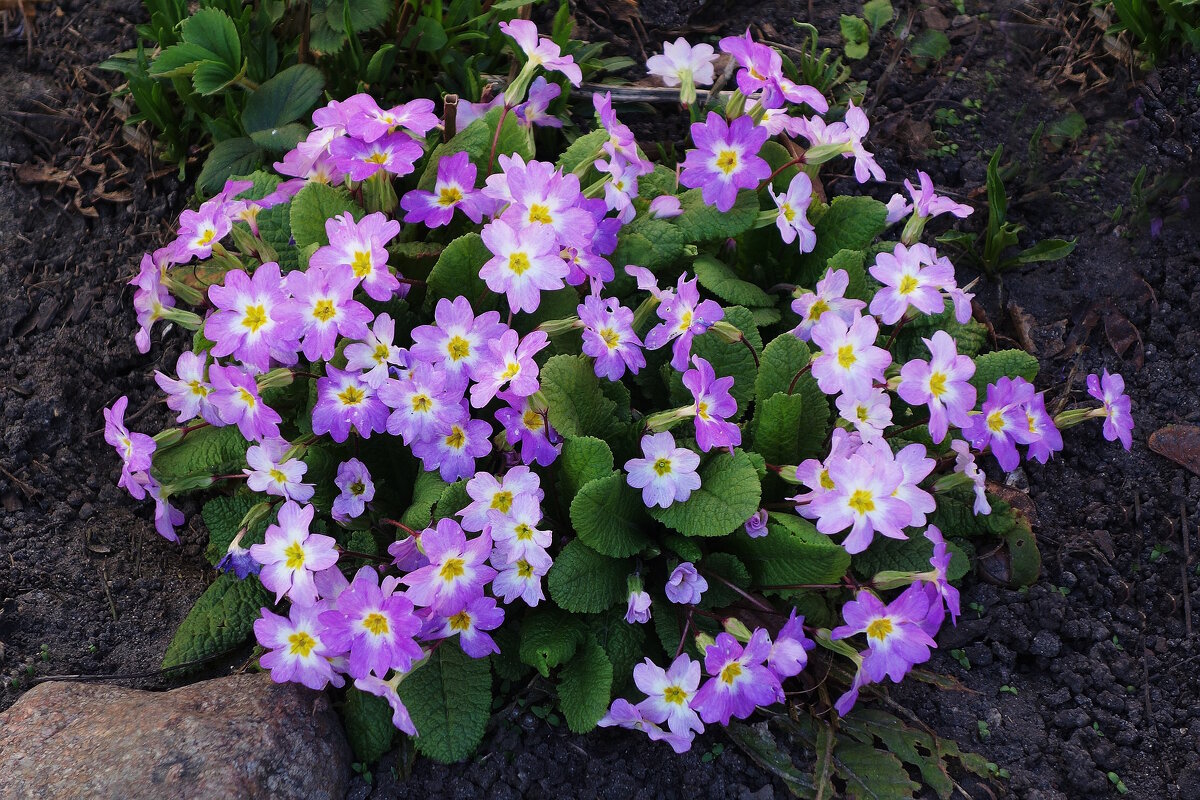 Примула - Рита Симонова Примула - Рита Симонова