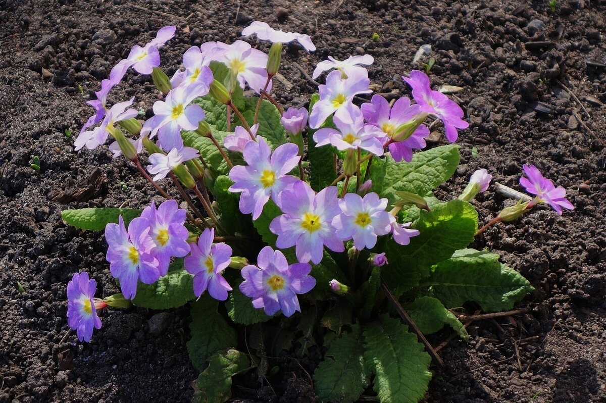 Примула - Рита Симонова Примула - Рита Симонова