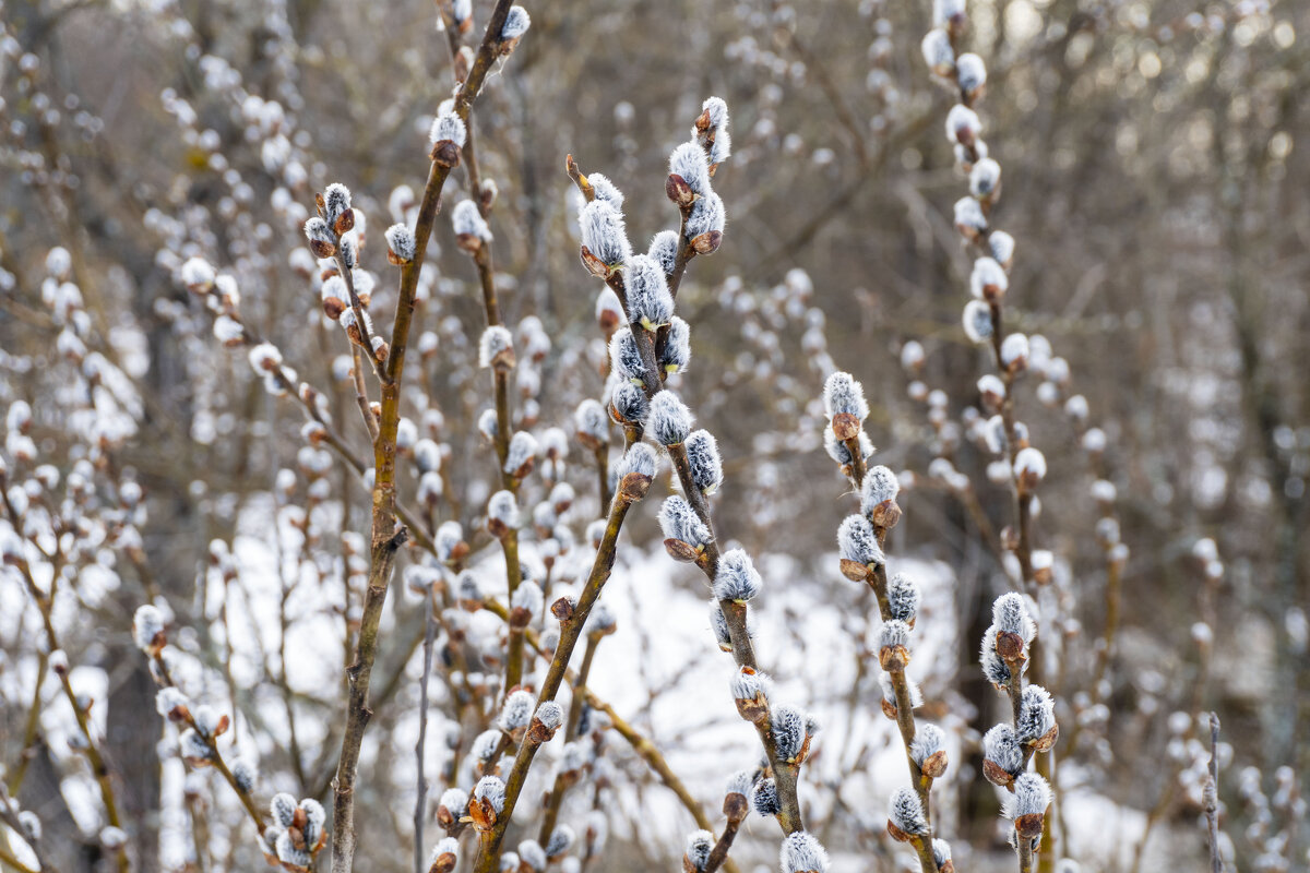 С вербным воскресеньем! - Сергей Ц С вербным воскресеньем! - Сергей Ц