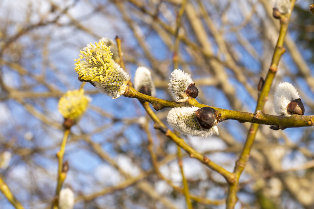 Верба расцвела! - Сергей Ц Верба расцвела! - Сергей Ц