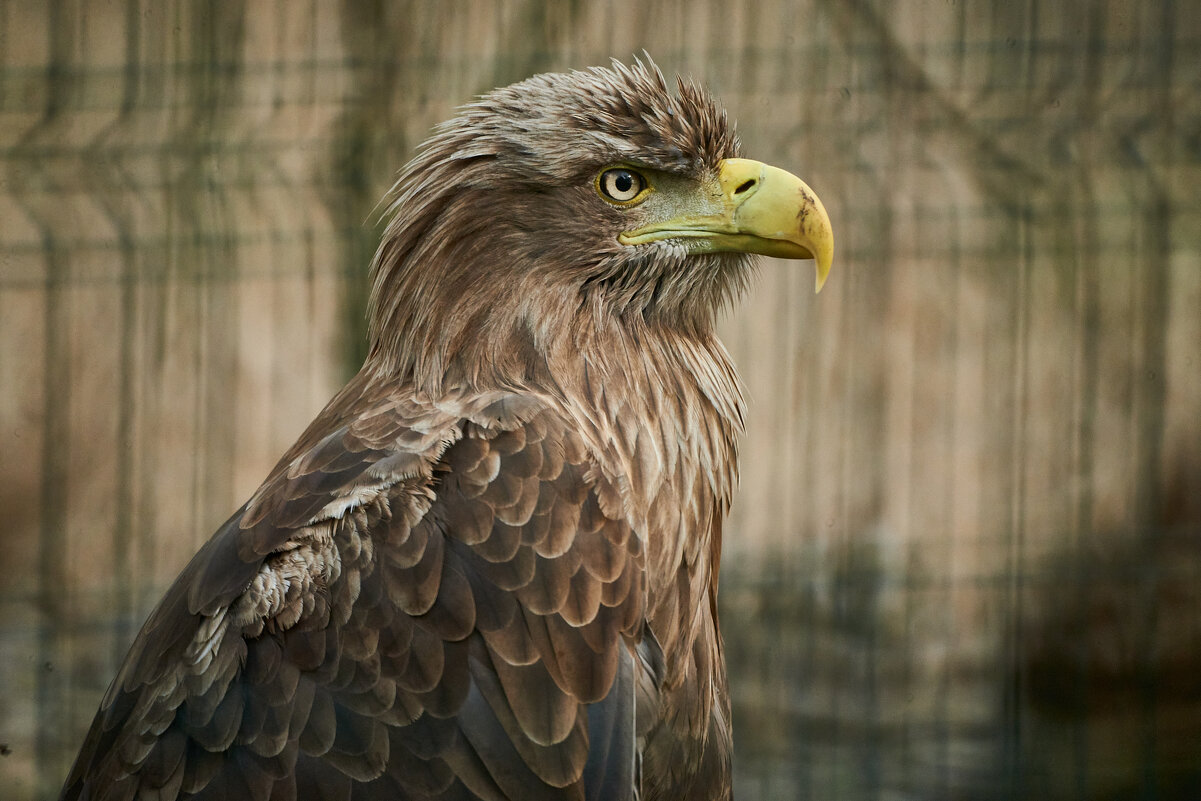 Орлан Белохвостый - Александр Леонов