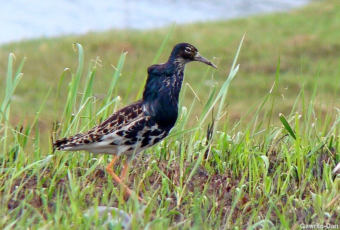 турухтан - gawrilа - dan